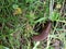 Brown garden slug underway in grass