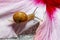 A brown garden snail on a pink Hibiscus flower petal.