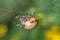 a brown garden spider with a large plump body hangs on a thin silk thread, against a green background in nature