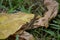 Brown Gecko on Leaf