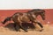 Brown gelding thoroughbred horse galloping in freedom