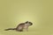Brown Gerbil on green background