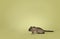 Brown Gerbil on green background