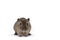 Brown gerbil   on white background