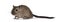 Brown gerbil   on white background