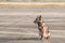 Brown German Sheepdog Sitting On Road In Sunny Day