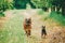 Brown German Shepherd And Miniature Pinscher Zwergpinscher Running On Grass