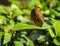 Brown giant butterfly on the green leaf.