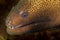 brown giant moray