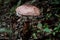 Brown giant umbrella mushroom growing in rainforest on rainy season, growing giant fungi