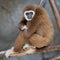 Brown Gibbon