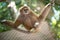 Brown gibbon