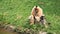 Brown Gibbon mother and kid