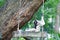 Brown gibbon sitting on swing