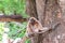 Brown gibbon sitting on tree