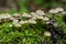 The Brown-Gilled Woodlover grow on dead tree trunk