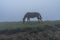 Brown ginger horse grazing in the mountains in fog or cloud in mountains, domestic animals