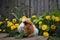 Brown ginger and white furred Guinea pig sitting in marigold flowers eating kale