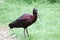 Brown Glossy Ibis (Plegadis falcinellus)