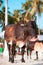 A brown goan cow on beach Palolem in Goa, India