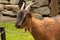 Brown goat in the Carpathians in Ukraine, ruminant