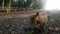 Brown goat eating grass in field,sun light at sunset footage,video