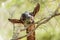 A brown goat is eating leaves from a branch