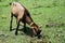 Brown goat graze in the meadow