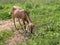 Brown goat grazing in field, agricultural detail,