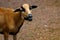 Brown goat grazing in a field, sheep