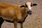 Brown goat grazing in a field, sheep