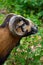 Brown goat grazing in a field, sheep, close-up