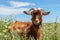 Brown Goat Grazing on a Serene Meadow, bathed in the Warm Glow of a Sunny Summer Day