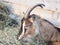 Brown goat with horns eat hay in a barn. Village, livestock concept