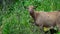 Brown goat without horns is grazing in nature