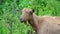 Brown goat without horns is grazing in nature
