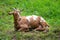 Brown goat laying down on grass