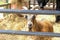 A brown goat looks through the fence