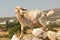 Brown goat on a pile of rocks. A funny moment.