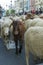 A brown goat during the sheep transhumance festival passing through Madrid Spain