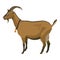 Brown goat, side view, isolated