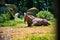 Brown goat sits contentedly in a sun-dappled meadow of lush green grass and rocks