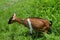 Brown goat sitting in the grass