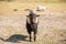 A brown goat smile to the camera , a male goat