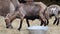 Brown goat standing near metal bucket