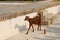 Brown goat in the territory of the ancient fort Amber