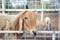 Brown goat waiting for feeding food in cage