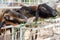 Brown goat waiting for feeding food in cage