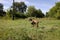 Brown goatling and a calf out at grass on a meadow.