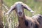 Brown goatling with dark brown spots in the meadow background